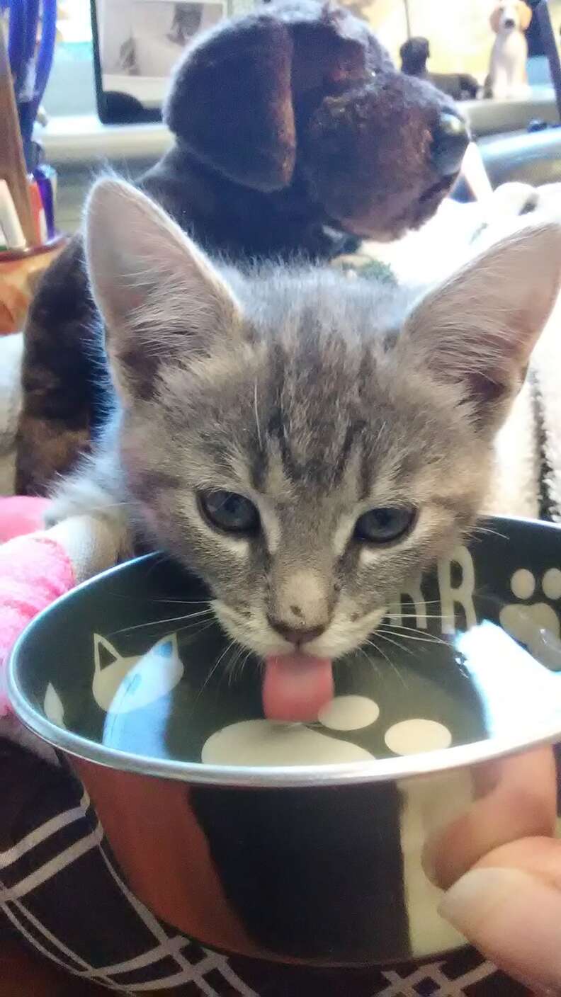 Rescued stray kitten drinking milk