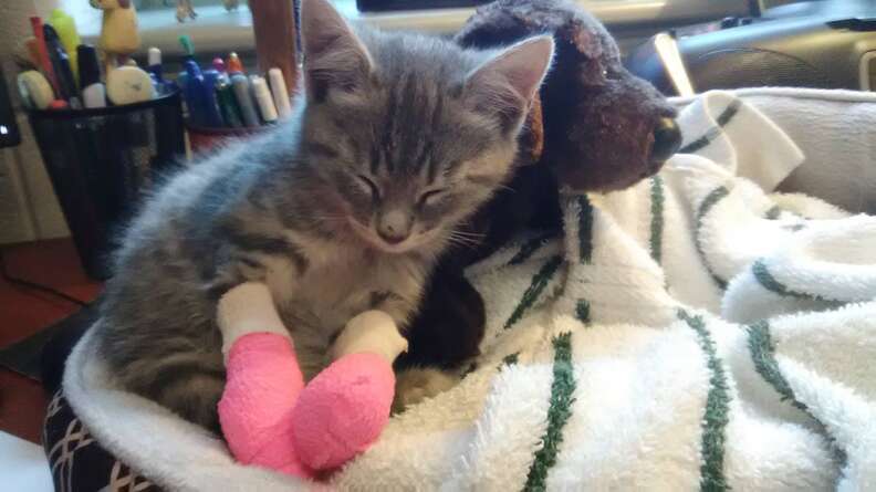 Rescued kitten sleeping with stuffed dog