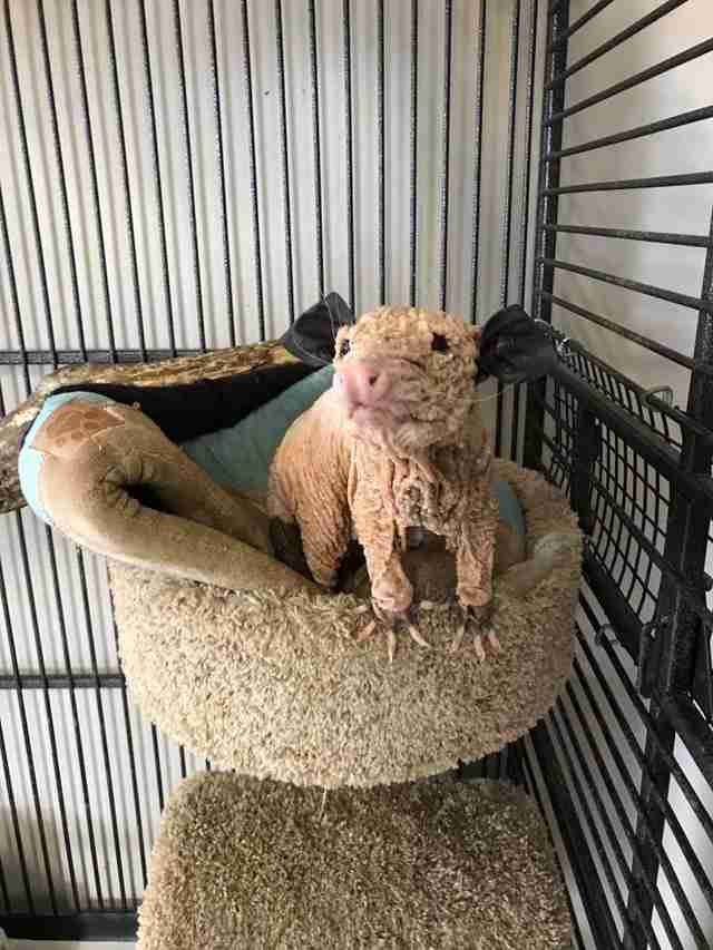 Hairless Opossum Is Living Large In Florida Wildlife Refuge - The Dodo