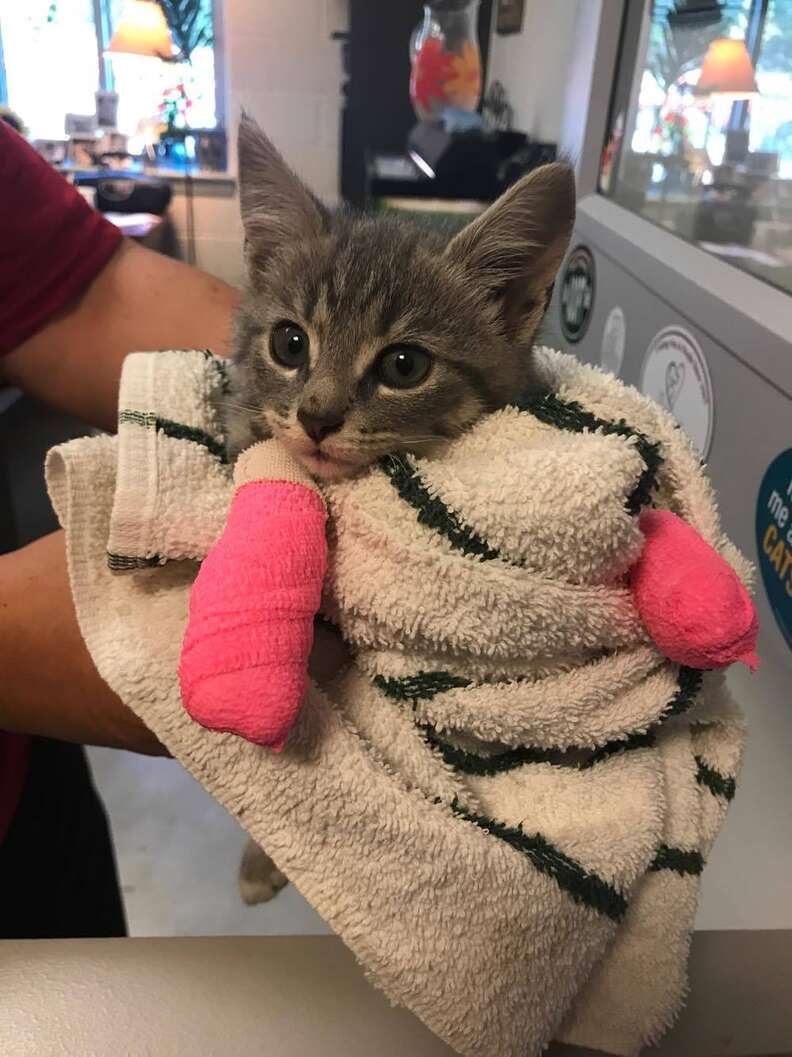 Rescued kitten with burnt paws