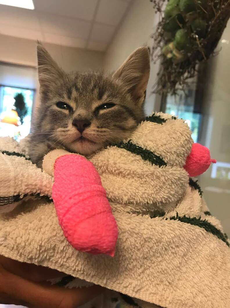 Rescued kitten with pink paw casts