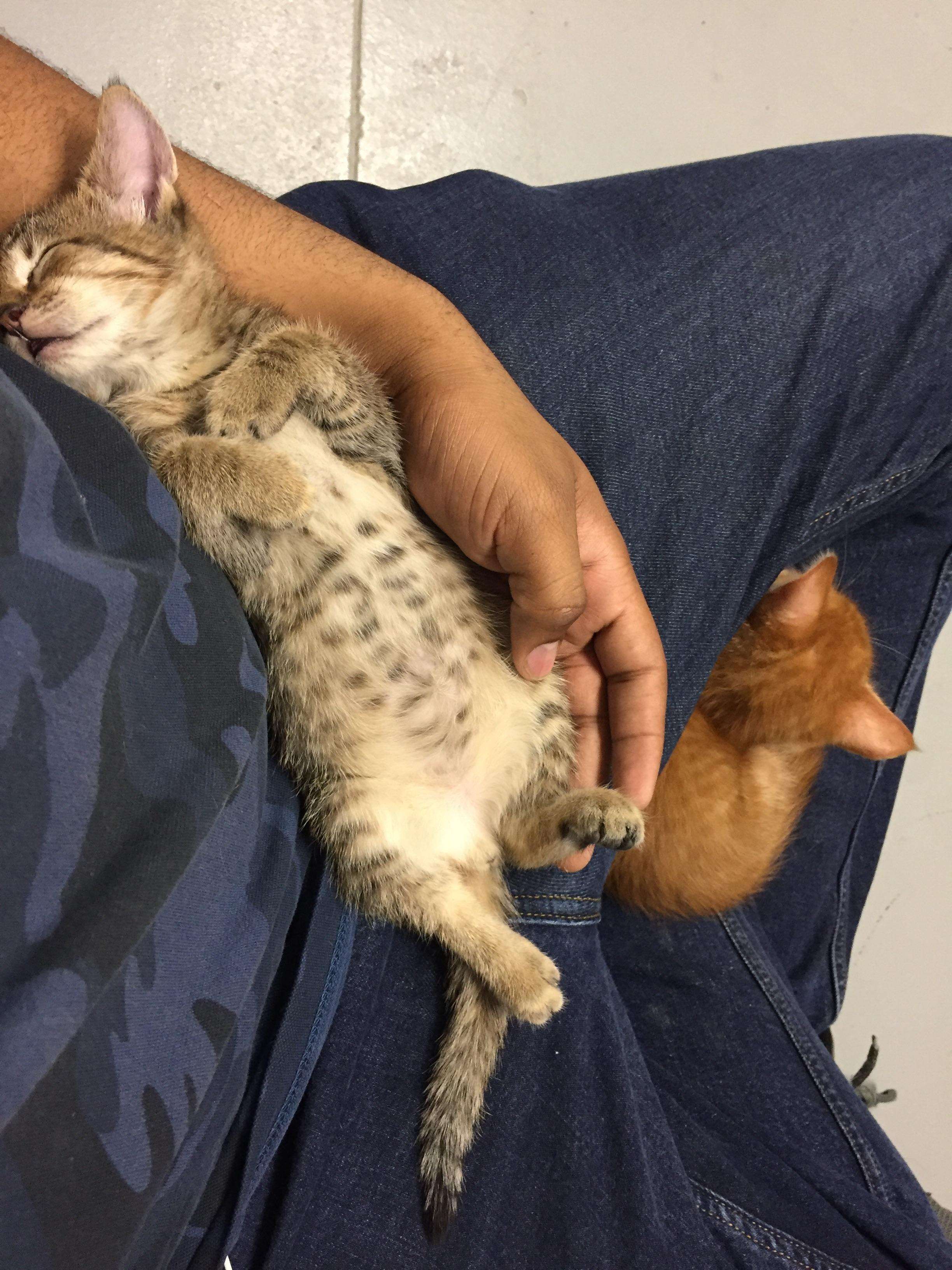 kitten protects sick sister