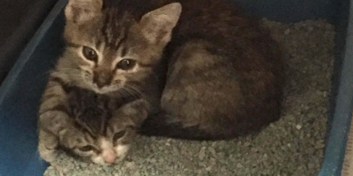 Tiny Kitten Refuses To Leave His Sick Sister's Side No Matter What ...