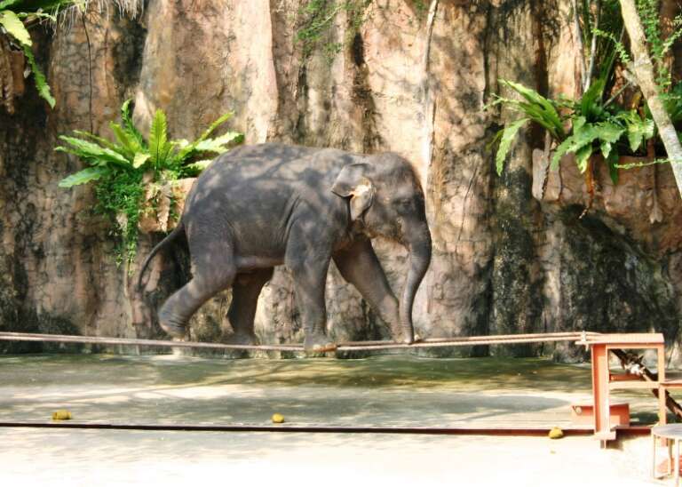 elephant tourism tricks