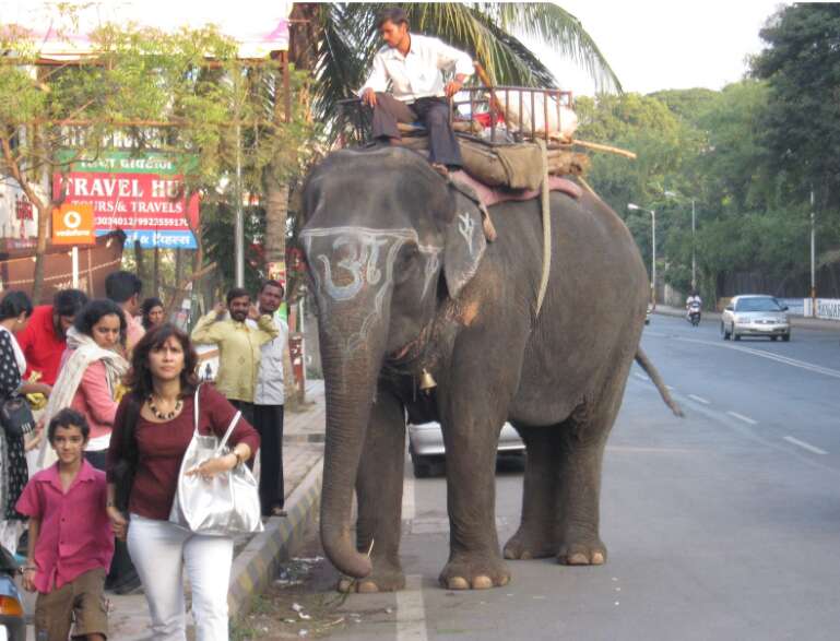 elephant ride industry