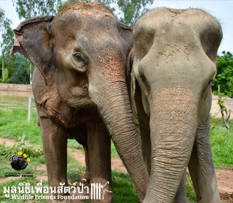 wassana elephant rescue