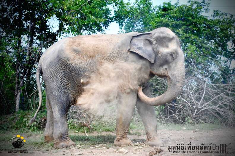 elephant rescue from industry