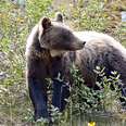 Famously Curious Wild Grizzly Bear Was Just Shot Dead By Trophy Hunter 