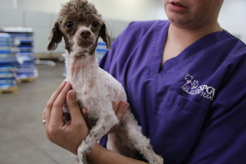 Rescuer holding shaved dog