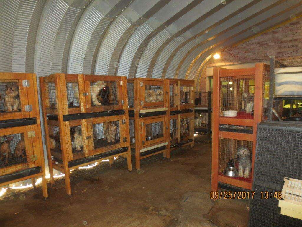 Caged dogs inside puppy mill