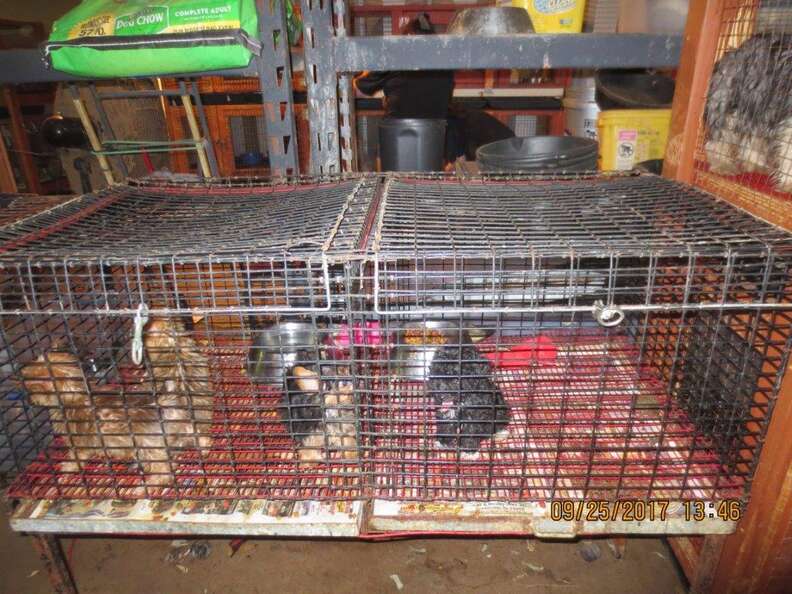 Caged dogs inside puppy mill