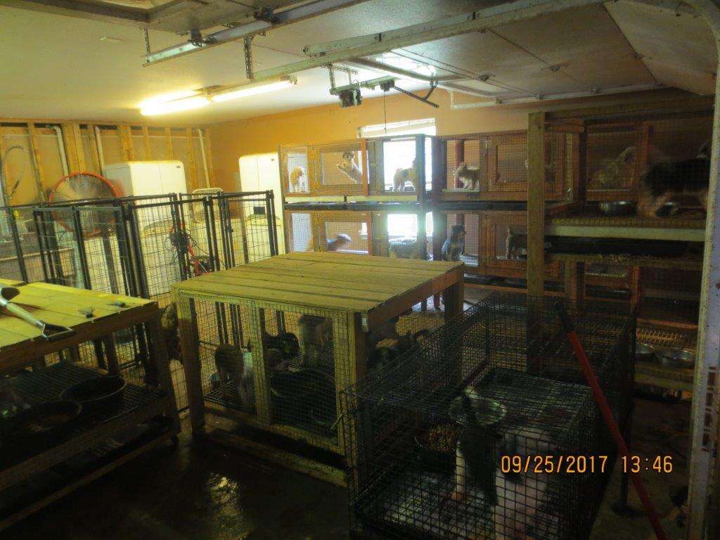 Caged animals at puppy mill