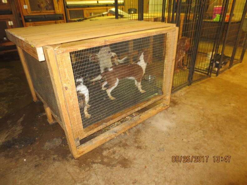 Caged dogs at puppy mill