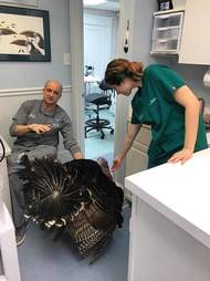 Vet staff attending rescued turkey