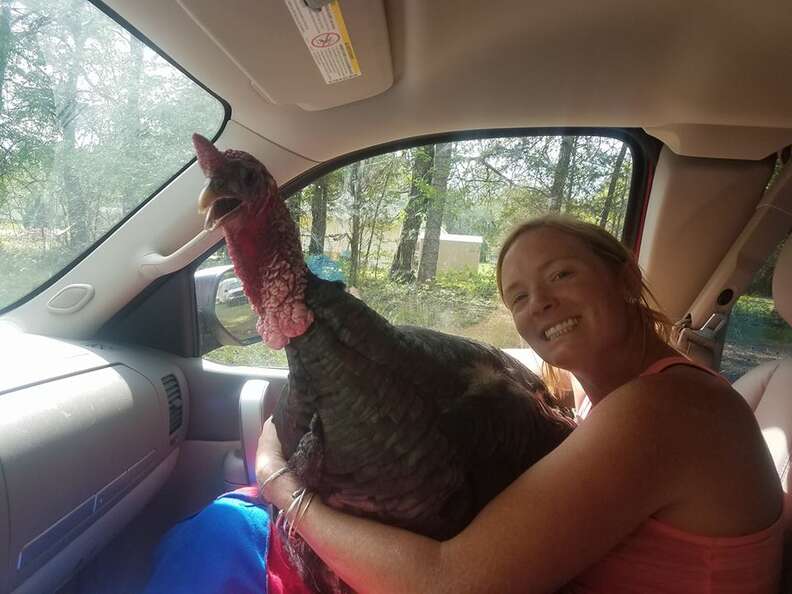 Woman holding rescued turkey in car
