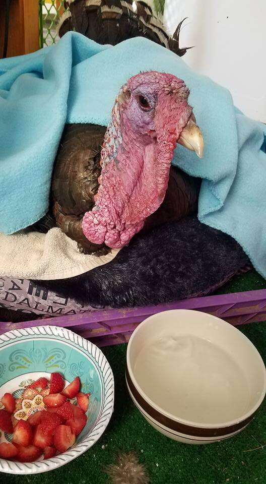 Rescued turkey with food bowls