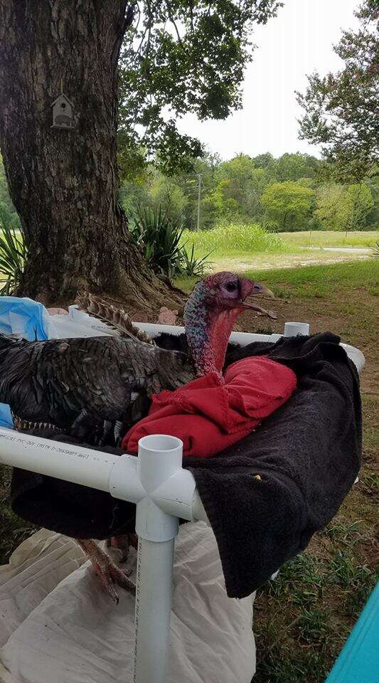 Rescued turkey in homemade wheelchair