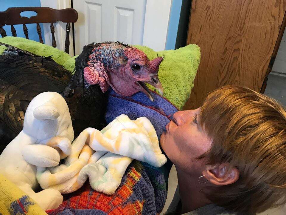 Woman with rescued turkey