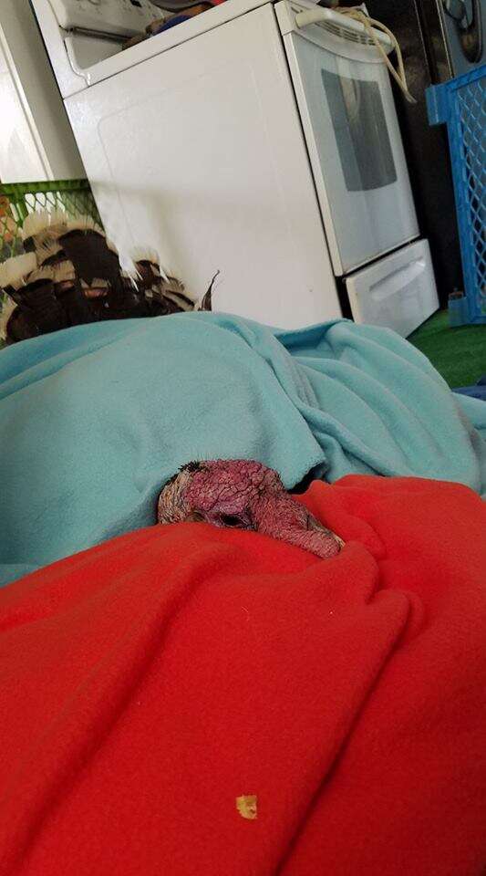 Sick turkey under blankets