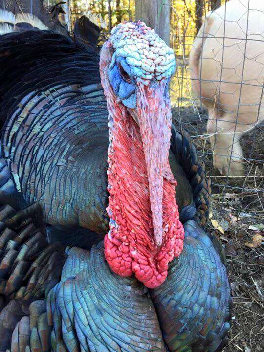 Rescued turkey portrait