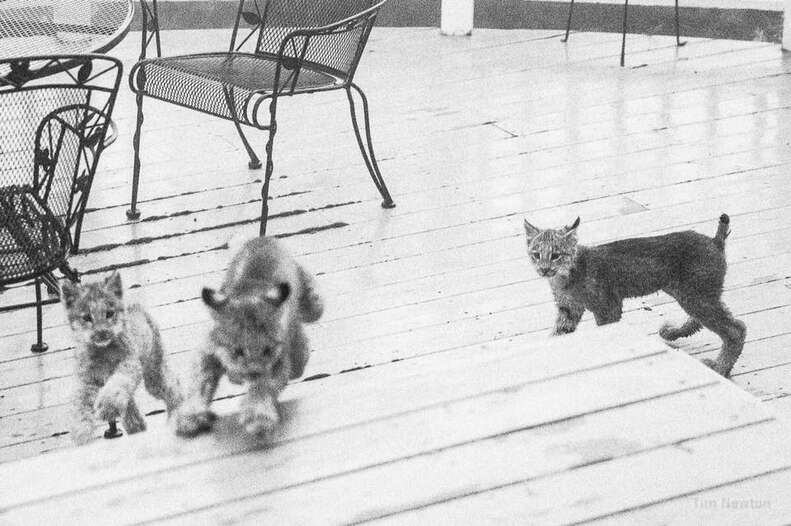 Photographer Discovers Mama Lynx And Seven Babies On His Front Porch