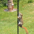 Squirrel Won't Stop Until He Reaches Bird Feeder