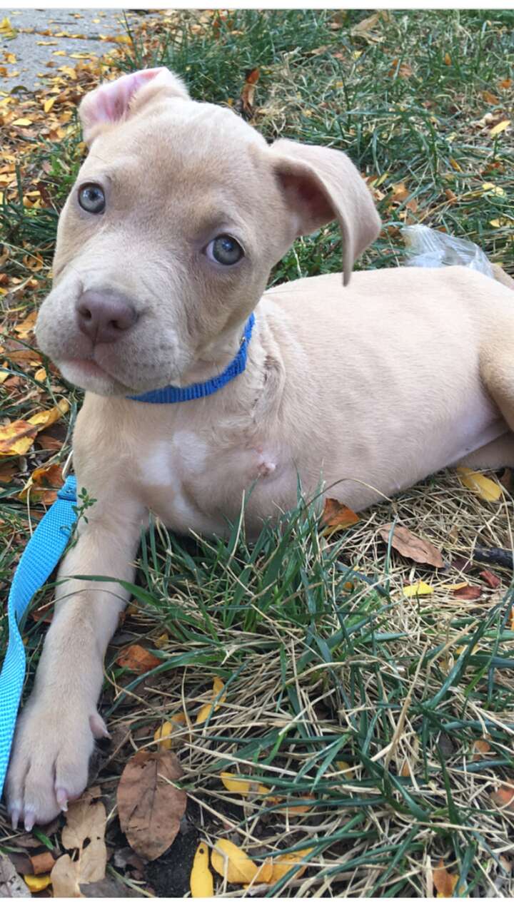 3 legged pit bull puppy