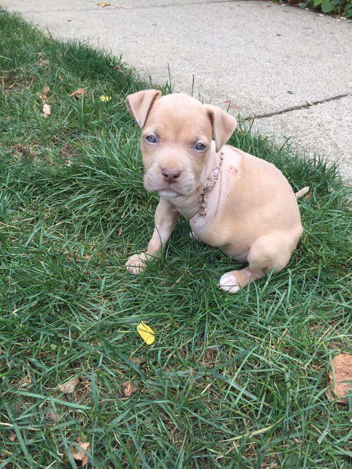 3 legged pit bull puppy