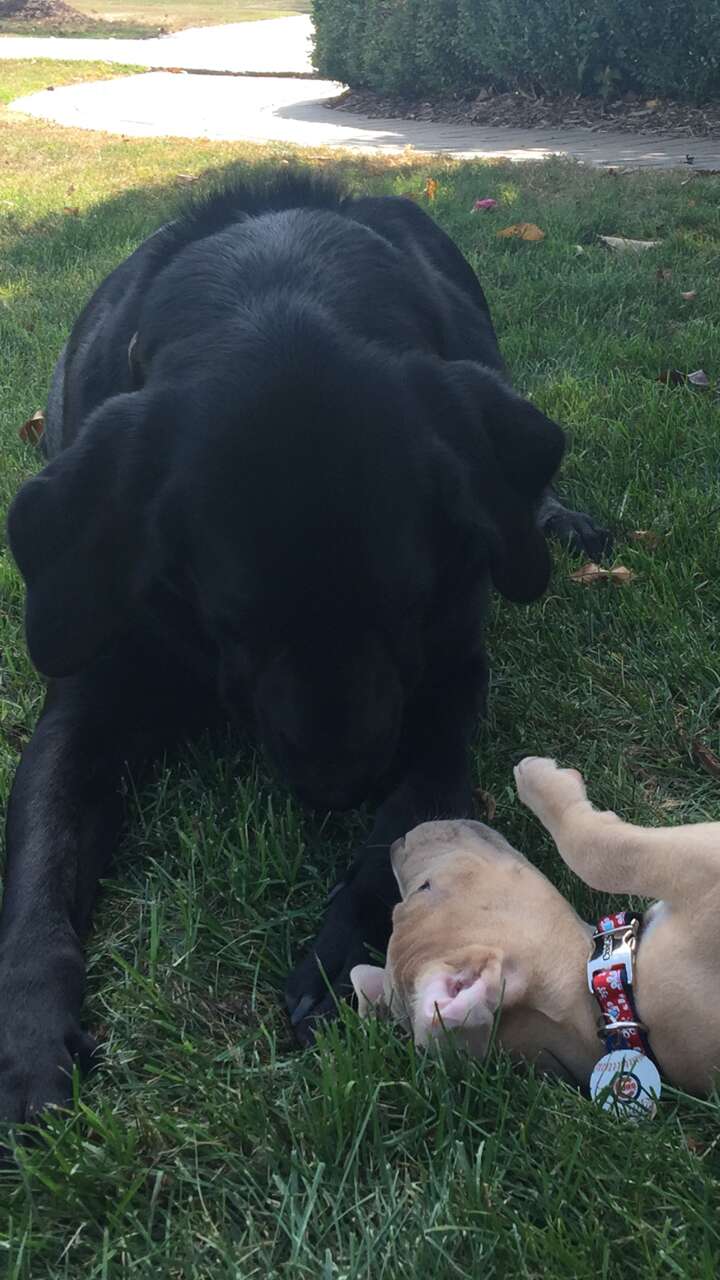 3 legged pit bull puppy