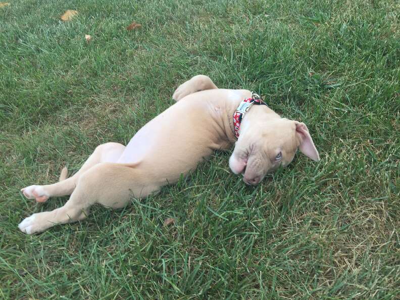 3 legged pit bull puppy