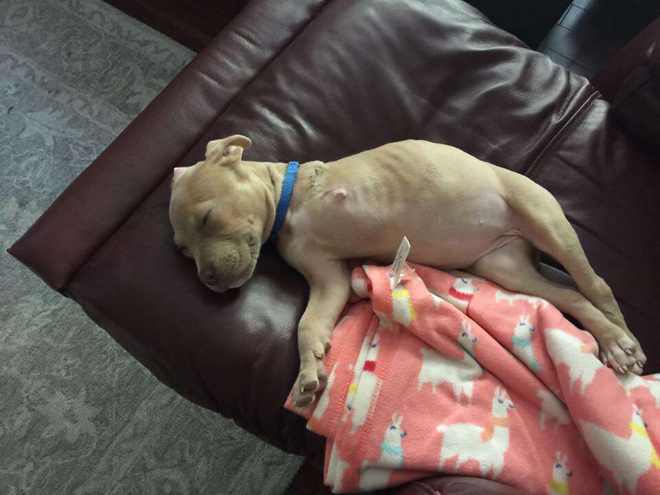 3 legged pit bull puppy