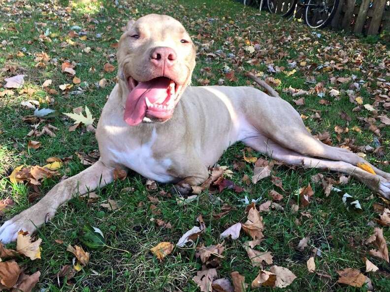 3 legged pit bull