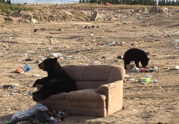Bear sitting on couch in Manitoba dump