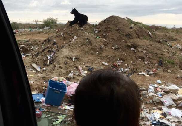 Bear at dump in Manitoba