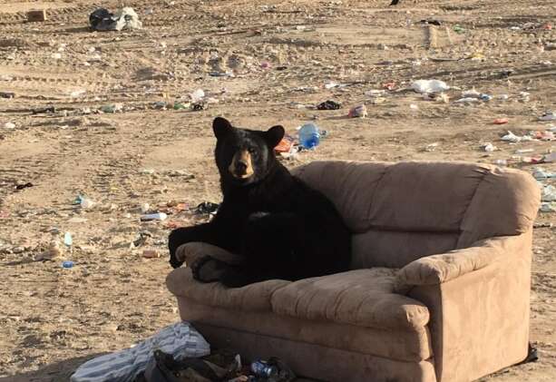Bear on sofa at dump in Manitoba