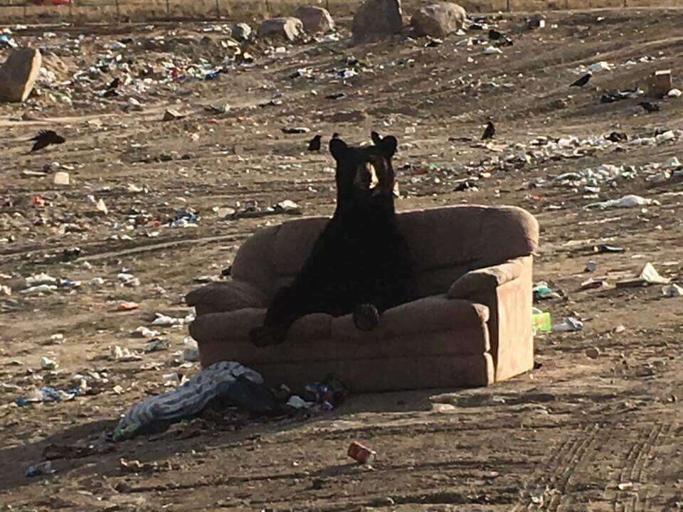 Bear sitting on couch at dump in Canada