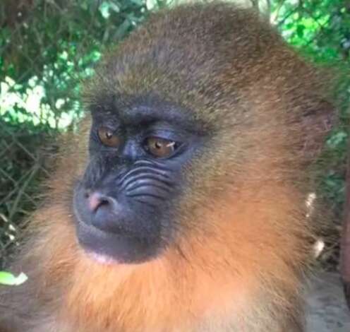 Mandrill seized from traffickers in Cameroon