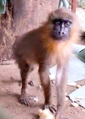 Mandrill seized from traffickers