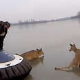Father And Son Rescue Deer Stranded On Frozen Lake