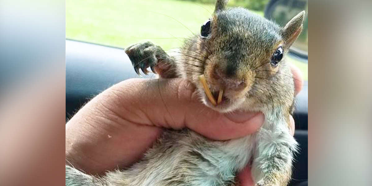 Guy Rescues A Squirrel Who Changes His Life - Videos - The Dodo