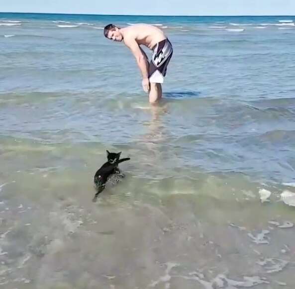 beach cat