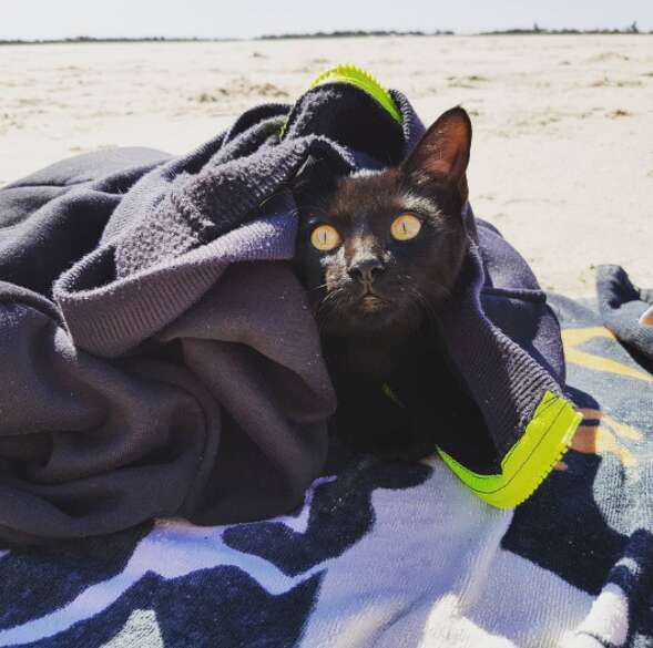 beach cat