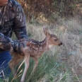 Fawn Rescued From Hole In The Ground