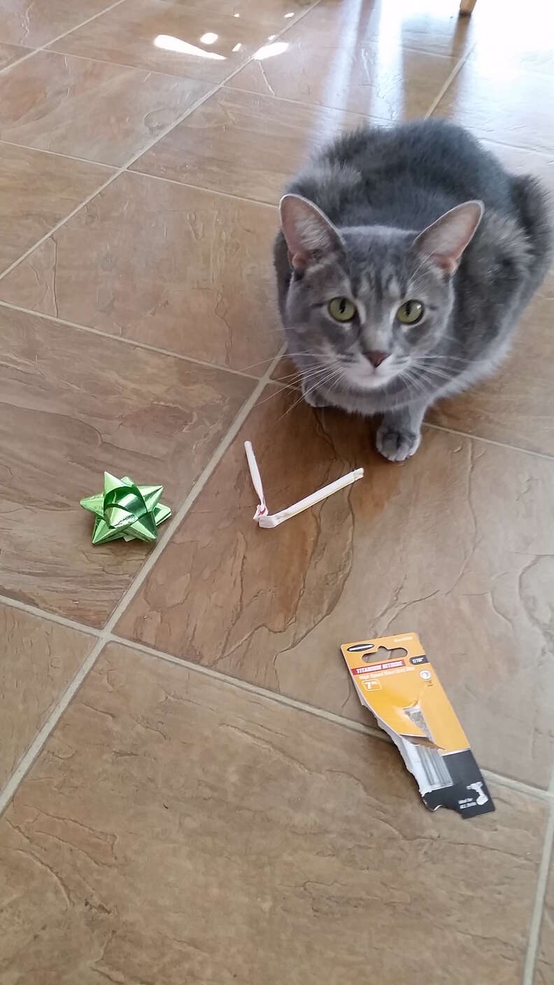 cat brings family gifts