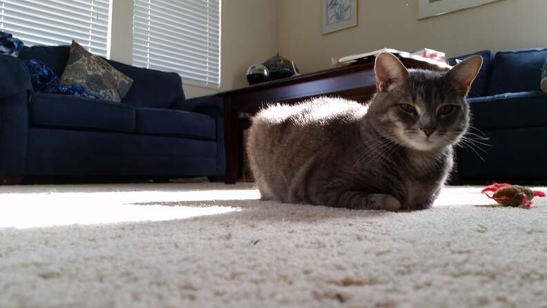 cat brings his family gifts