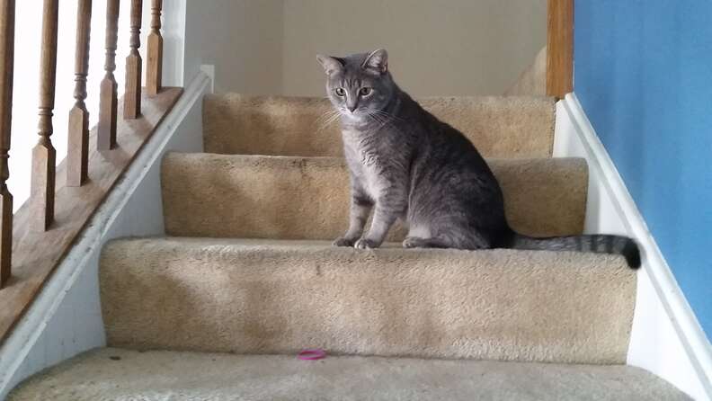 cat brings family presents