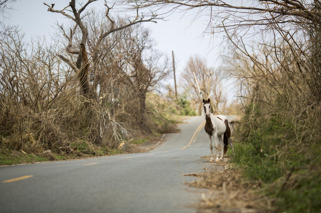 Wild horse on road after hurricane