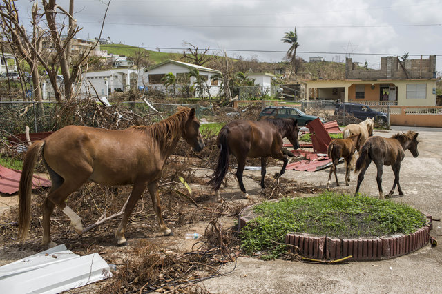 Wild horses on island after hurricane