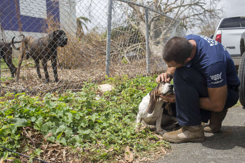 Rescuers Rush To Help The Animals On Isolated Island Of Vieques - The Dodo