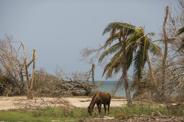 Horse grazing on land wrecked by hurricane